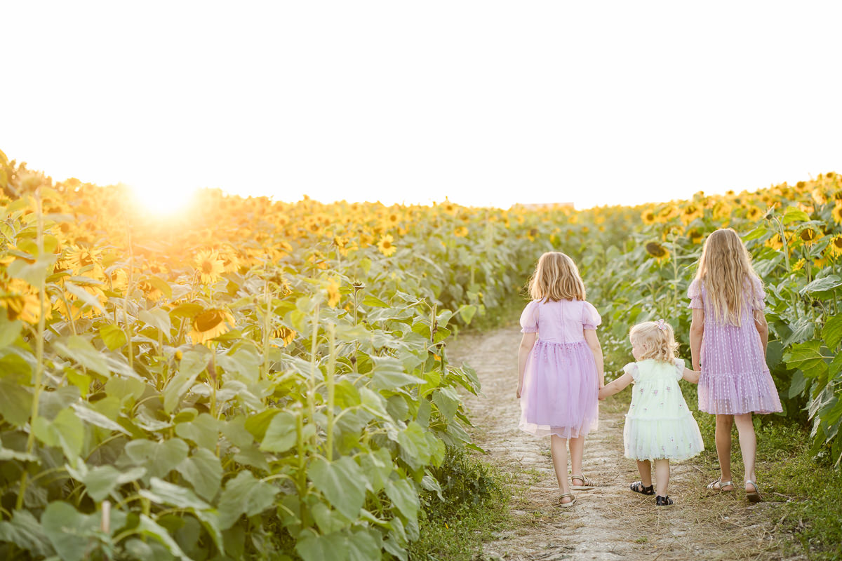 three sisters walking into the sunset surrounded by sunflowers at Salisbury Sunflower Fields